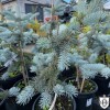 Picea pungens 'Hoopsii' - Torkav kuusk 'Hoopsii' C5/5L